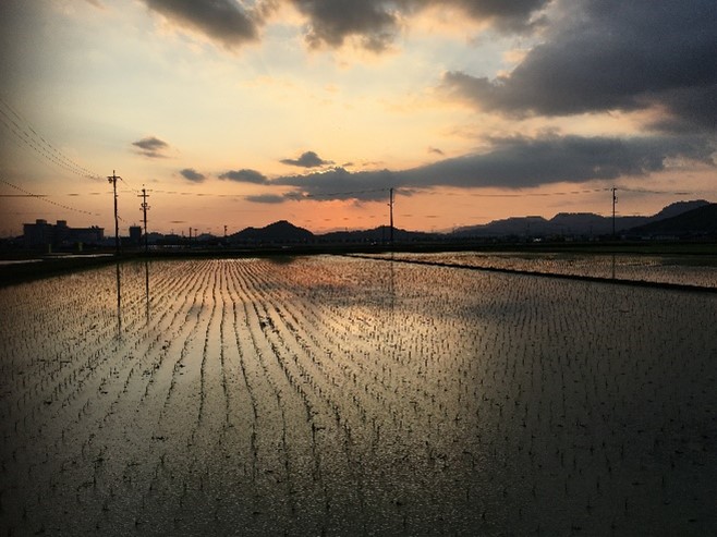 実家の田んぼのようす（田植え後）